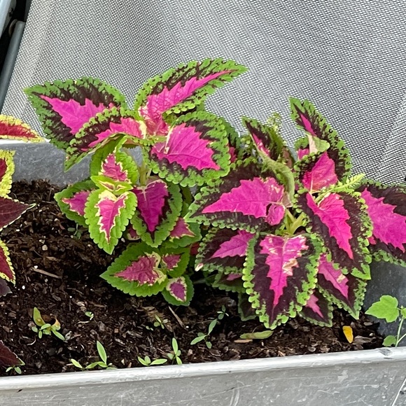 Meet your Posher, Brandi - Picture 1 of 1